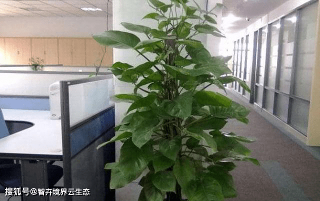 办公室榕树绿植大盆栽，绿色生态与工作效率的完美结合