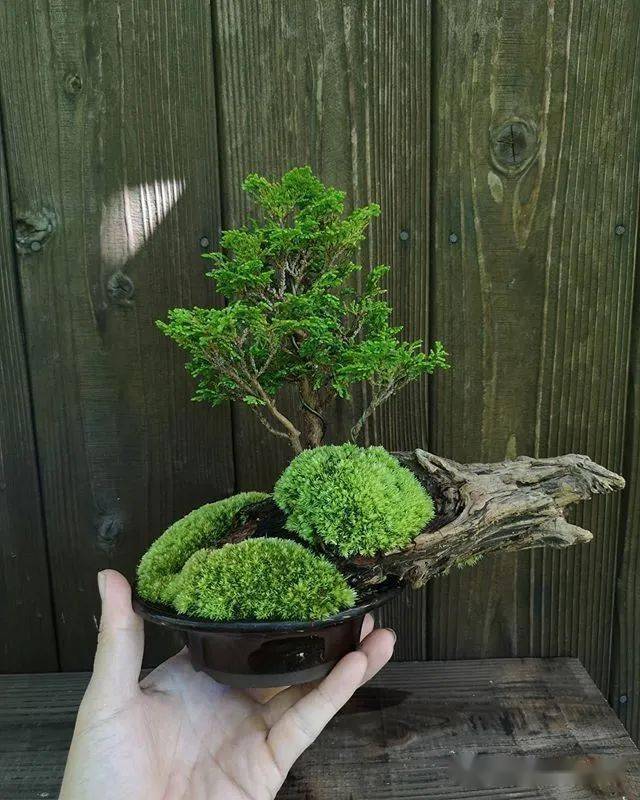 室内苔藓绿植小盆栽的魅力