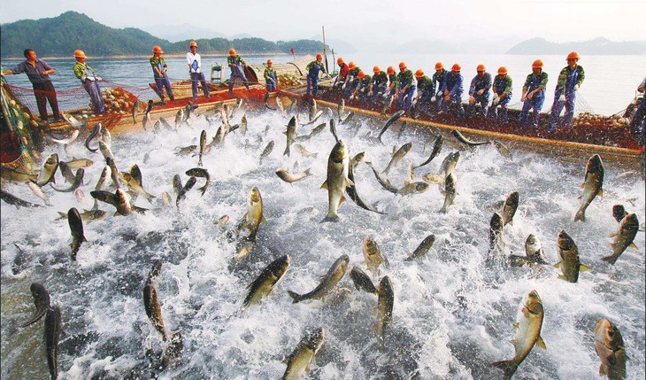 千岛湖飞鱼体验之旅——探寻神秘垂钓胜地