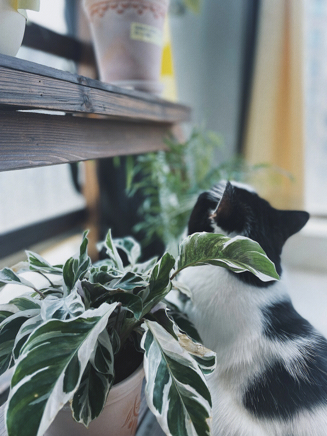 室内养猫与绿植小型盆栽的和谐共生