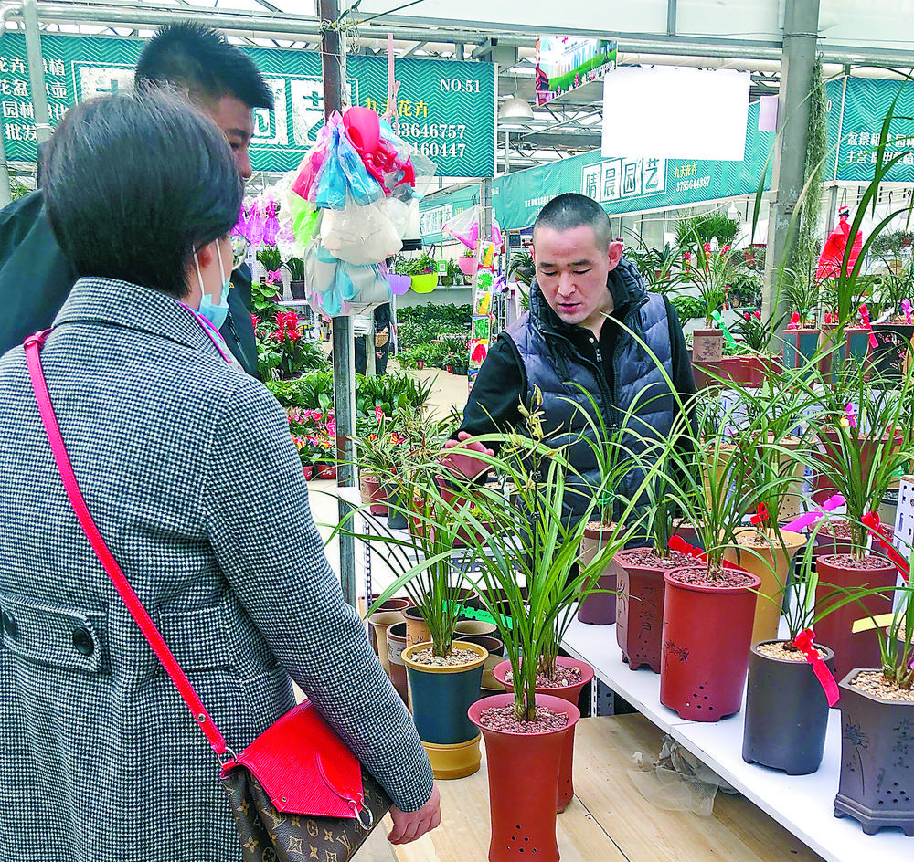 廊坊室内绿植盆栽批发，绿色生活的便捷之选