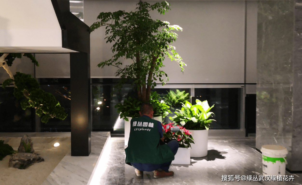 办公室绿植大盆栽基地，绿色办公的新生态