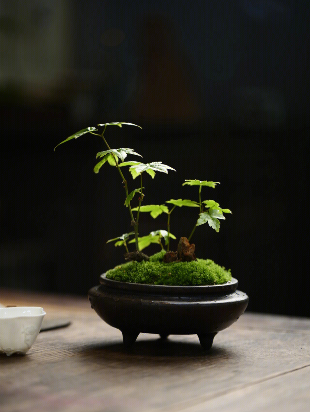 室内茶桌绿植小盆栽推荐